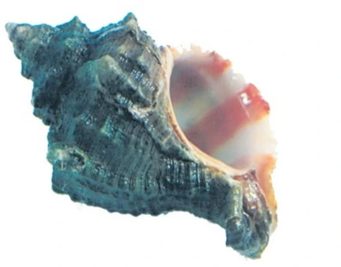 Murex Trunculus Shell
